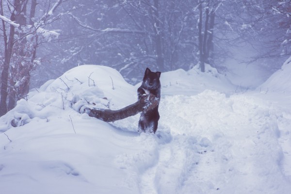 Lumberdog  by Marko Radovanovic